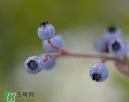 野生藍(lán)莓多少錢一斤？野生藍(lán)莓多少錢一箱？