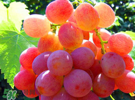 紅提可以放冰箱嗎？紅提放冷庫(kù)怎么保存？