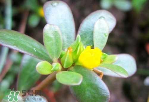 馬蜂菜有毒嗎？馬蜂菜有什么好處