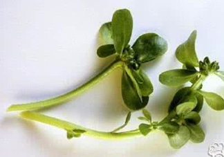 馬蜂菜有毒嗎？馬蜂菜有什么好處
