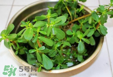 馬蜂菜怎么吃？馬蜂菜怎么做好吃