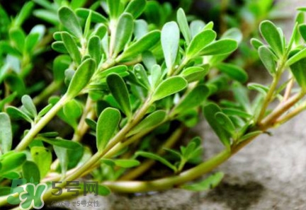 馬蜂菜有毒嗎？馬蜂菜有什么好處