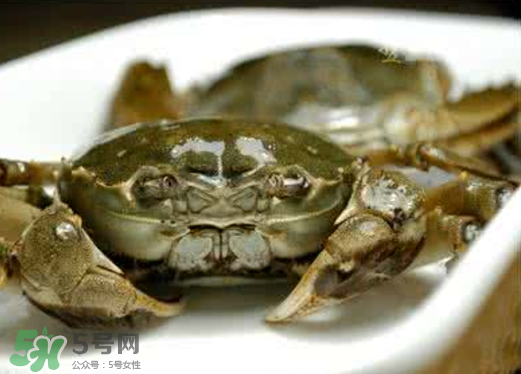 黃浦江邊為什么會(huì)出現(xiàn)大閘蟹？黃浦江岸邊驚現(xiàn)大閘蟹