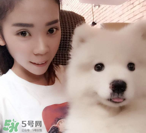 薩摩耶多少錢一只？小薩摩耶多少錢一只？