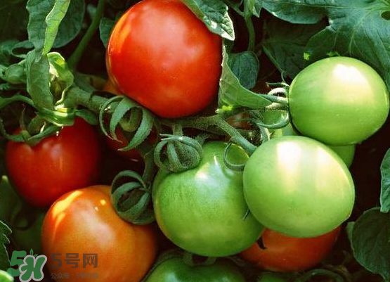 青西紅柿放紅了能吃嗎？青西紅柿放熟了能吃嗎？