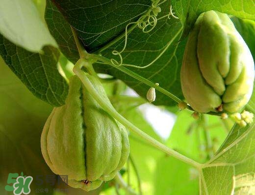 佛手瓜有沒(méi)有毒？佛手瓜吃了會(huì)致癌嗎？
