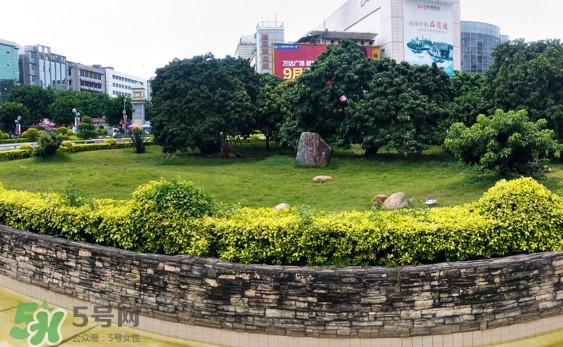 掛綠荔枝為什么這么出名？掛綠荔枝的由來和傳說