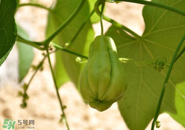 佛手瓜發芽了可以吃嗎？佛手瓜怎么吃？