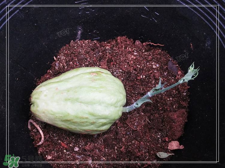 佛手瓜發芽了可以吃嗎？佛手瓜怎么吃？
