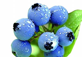藍(lán)莓和楊梅能一起吃嗎？藍(lán)莓和楊梅可以一起泡酒嗎？