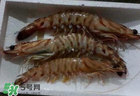 竹節蝦多少錢一斤？2017竹節蝦價格