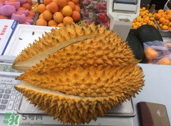 托曼尼榴蓮怎么才是熟？托曼尼榴蓮怎么看生熟？