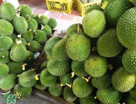 托曼尼榴蓮多少錢？托曼尼榴蓮是哪里的？