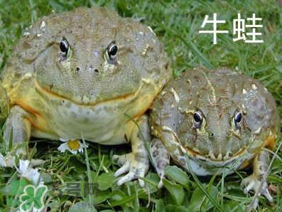牛蛙什么時候最好吃肉最多？牛蛙幾月份的最好吃？