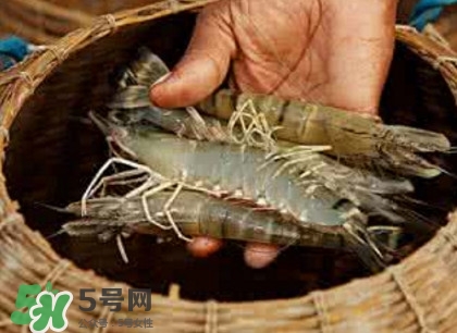 竹節蝦多少錢一斤？2017竹節蝦價格