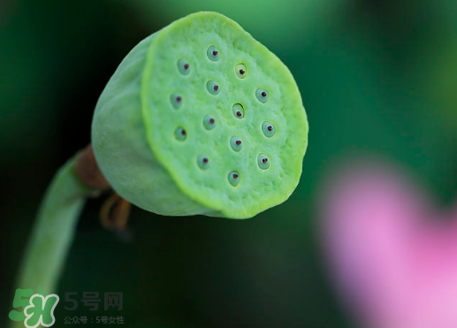 蓮蓬可以放多久？蓮蓬可以放冰箱嗎？