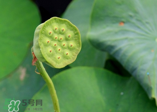 蓮蓬可以放多久？蓮蓬可以放冰箱嗎？