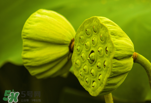 蓮蓬可以放多久？蓮蓬可以放冰箱嗎？