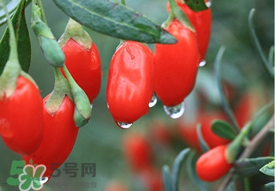 枸杞鮮果怎么保存？枸杞鮮果保鮮期有多久