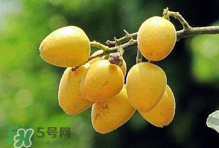 黃皮果品種有哪些？黃皮果哪個品種好吃