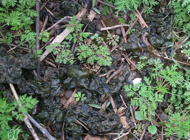 孕婦能吃地耳菜嗎？寶寶能吃地耳菜嗎？