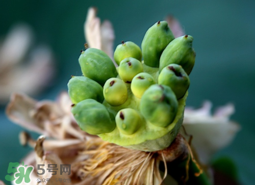 新鮮蓮蓬孕婦能吃嗎？孕婦可以吃新鮮蓮蓬嗎？