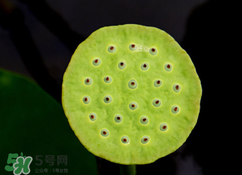 新鮮蓮蓬孕婦能吃嗎？孕婦可以吃新鮮蓮蓬嗎？
