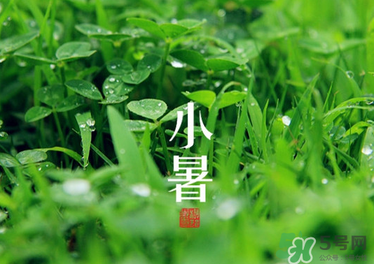 小暑種什么菜？小暑為什么要種牽牛花？