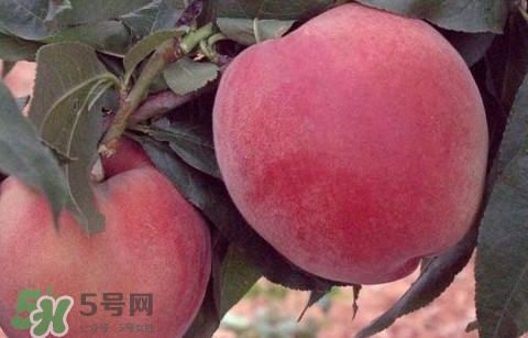 突圍桃什么時候成熟？突圍桃幾月份成熟