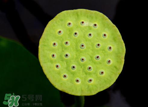 吃蓮蓬長胖嗎？吃蓮蓬會胖嗎？