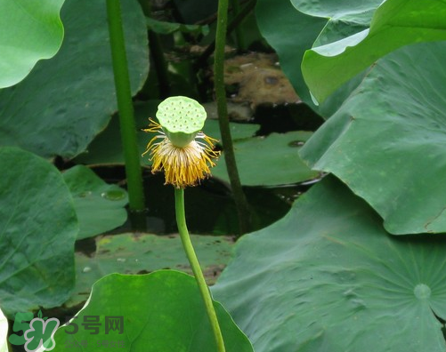 蓮蓬是什么樣子？蓮蓬是怎么長(zhǎng)出來的？