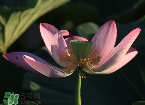 蓮蓬是什么樣子？蓮蓬是怎么長(zhǎng)出來的？