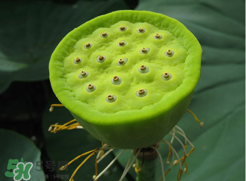 蓮蓬是什么樣子？蓮蓬是怎么長(zhǎng)出來的？