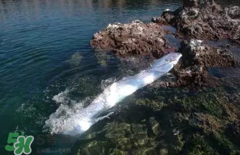 皇帶魚吃什么？皇帶魚吃人嗎？