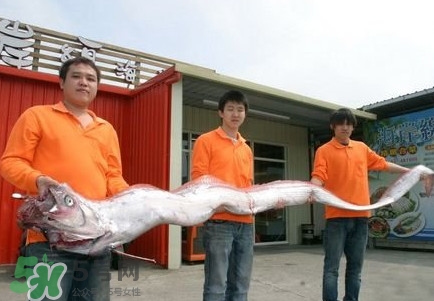 皇帶魚吃什么？皇帶魚吃人嗎？