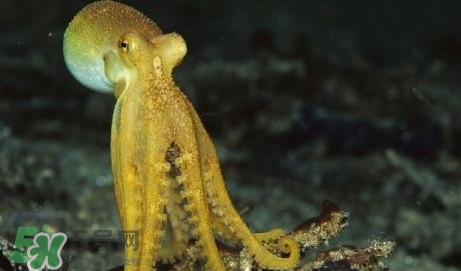 八帶魚怎么洗？八爪魚怎么處理干凈