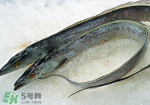 帶魚為什么都是死的？帶魚為什么出水就死？