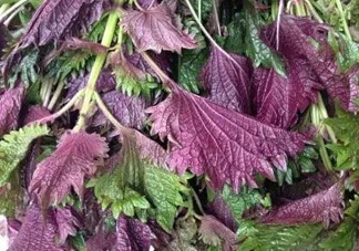 紫蘇是什么植物？紫蘇是發(fā)物嗎？