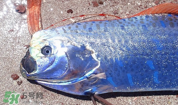 皇帶魚吃什么？皇帶魚吃人嗎？