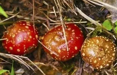 野地瓜哪里可以買到？哪個地方有種植野地瓜的