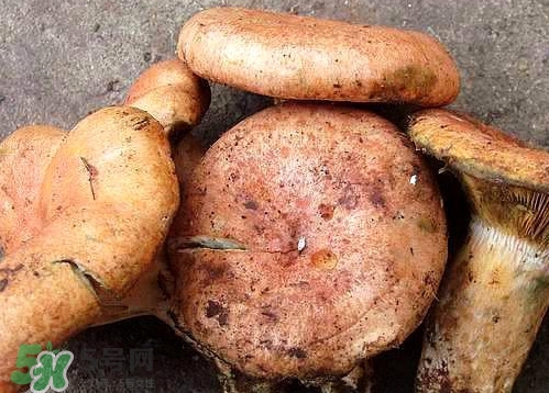 重陽菌可以種植嗎？重陽菌為什么不能人工種植？