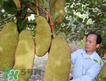 木菠蘿怎樣才算熟？木菠蘿怎么切？
