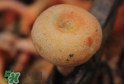 重陽菌可以種植嗎？重陽菌為什么不能人工種植？