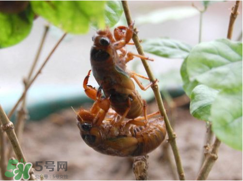 知了猴可以人工養殖嗎？知了猴怎么養殖？