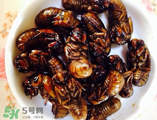 知了猴可以泡酒嗎？金蟬可以泡酒嗎？