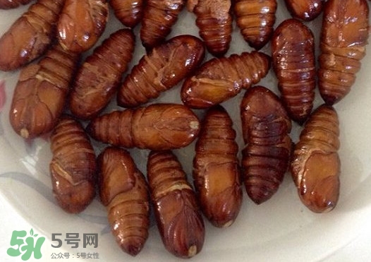 蟬蛹吃什么部位？蟬蛹都有哪些營養價值