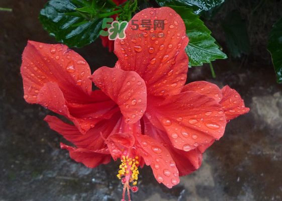 2017大暑會(huì)不會(huì)下雨？2017大暑下雨好嗎？