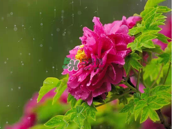 2017大暑會(huì)不會(huì)下雨？2017大暑下雨好嗎？