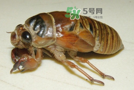 金蟬有什么營養(yǎng)價(jià)值？吃金蟬有什么好處？