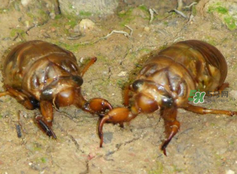 金蟬有什么營養(yǎng)價(jià)值？吃金蟬有什么好處？